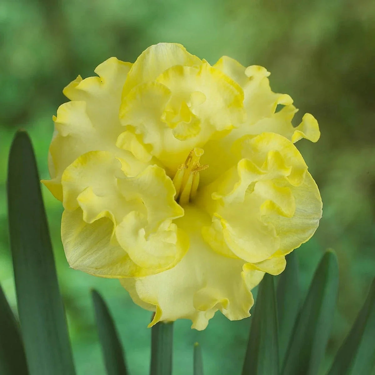 Moonlight Serenade Daffodil