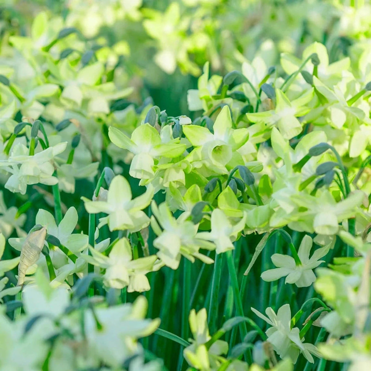 Moonlight Sensation Daffodil