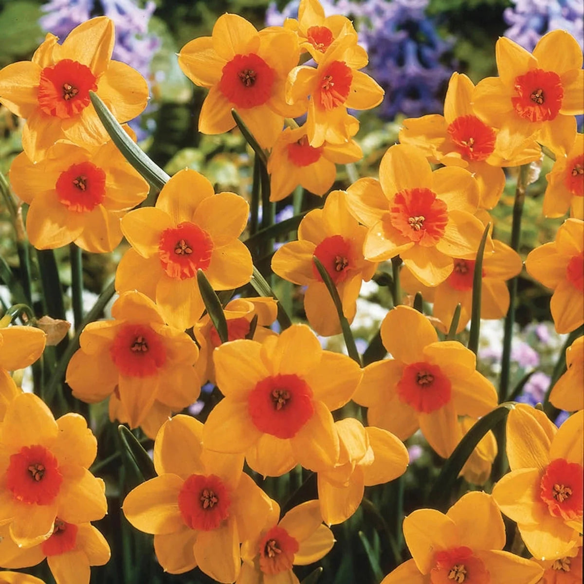 Kedron Jonquilla Daffodil