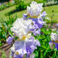 Gilt Edged Bond Bearded Iris