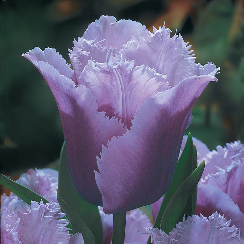 Blue Heron Tulip Bulbs Blooms Species Growing Bonsai Roots Rhizomes Corms Tubers Potted Planting Reblooming Fragrant Garden Flower Seeds Plant