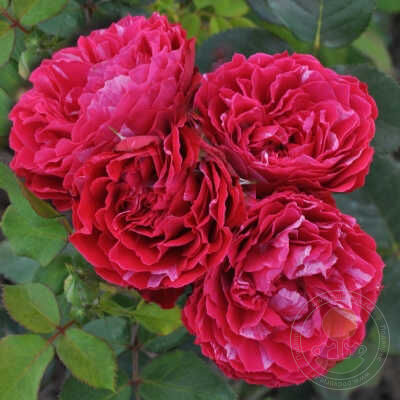 Constantine mural Rose Seedlings Flower Seeds Perennial Growing Bonsai Corms Tubers Potted Planting Reblooming Fragrant Garden Roots Rhizomes Species Blooms Plant Bulbs Gardening Tree