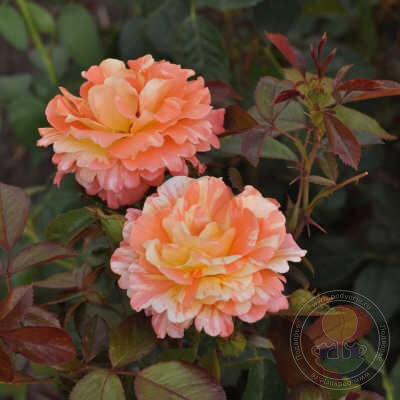 Byzantine mural Rose Seedlings Flower Seeds Perennial Growing Bonsai Corms Tubers Potted Planting Reblooming Fragrant Garden Roots Rhizomes Species Blooms Plant Bulbs Gardening Tree