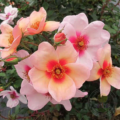 Chewrocko Smiling Eyes Rose Seedlings Flower Seeds Perennial Growing Bonsai Corms Tubers Potted Planting Reblooming Fragrant Garden Roots Rhizomes Species Blooms Plant Bulbs Gardening Tree