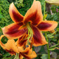 Red Morning Lily Tree 60471