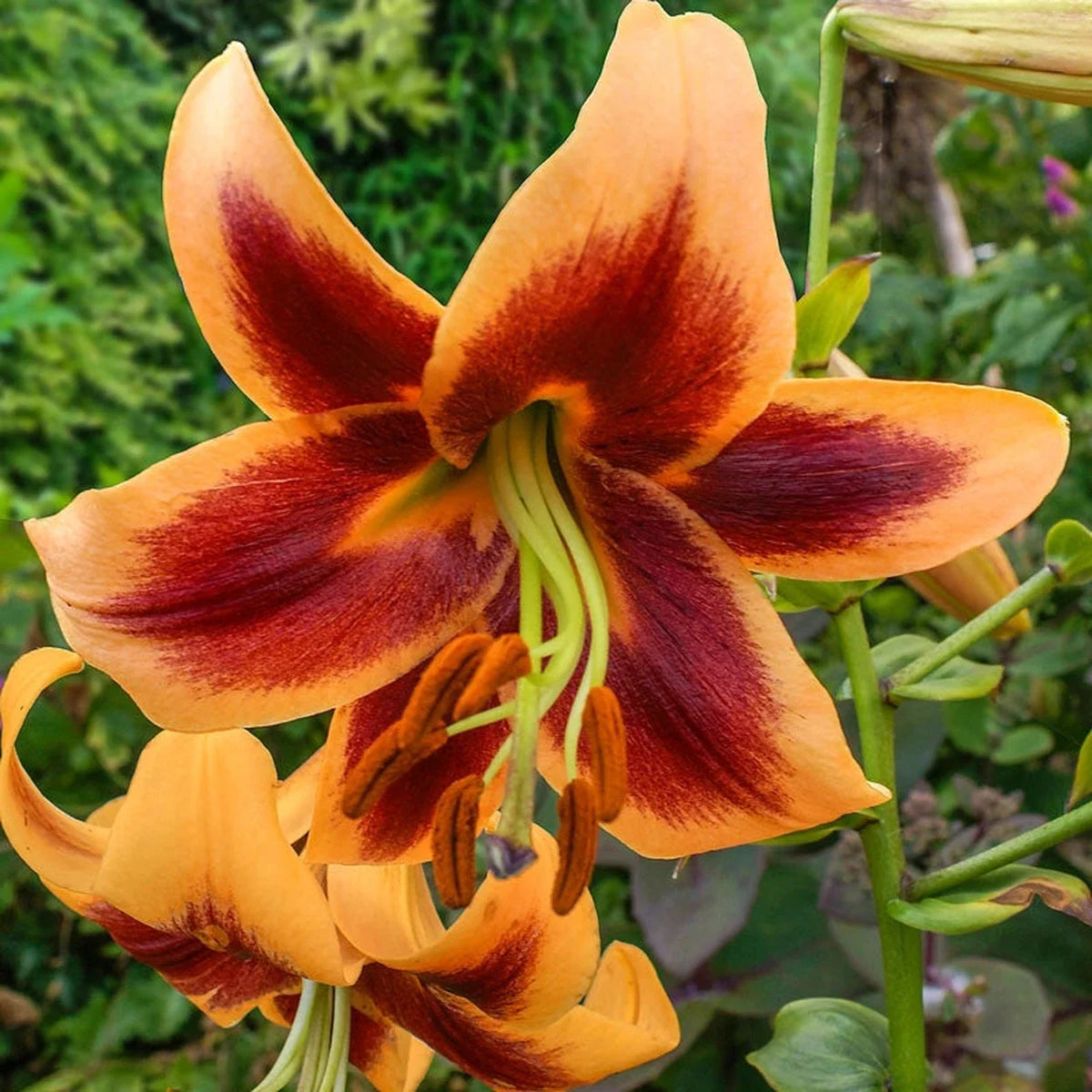 Red Morning Lily Tree 60471