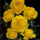 Signed marcelisborg Rose Seedlings Flower Seeds Perennial Growing Bonsai Corms Tubers Potted Planting Reblooming Fragrant Garden Roots Rhizomes Species Blooms Plant Bulbs Gardening Tree