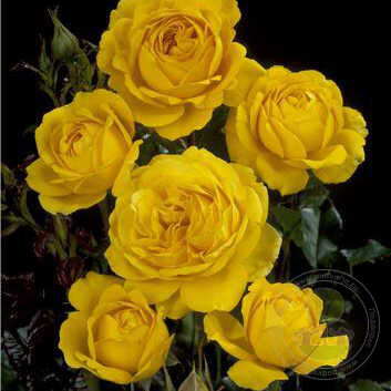 Signed marcelisborg Rose Seedlings Flower Seeds Perennial Growing Bonsai Corms Tubers Potted Planting Reblooming Fragrant Garden Roots Rhizomes Species Blooms Plant Bulbs Gardening Tree