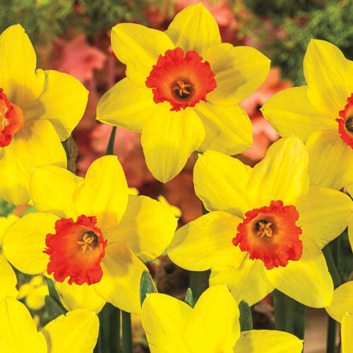 Red Devon Daffodil Mixture Narcissus Bulbs Blooms Species Growing Bonsai Roots Rhizomes Corms Tubers Potted Planting Reblooming Fragrant Garden Flower Seeds Plant