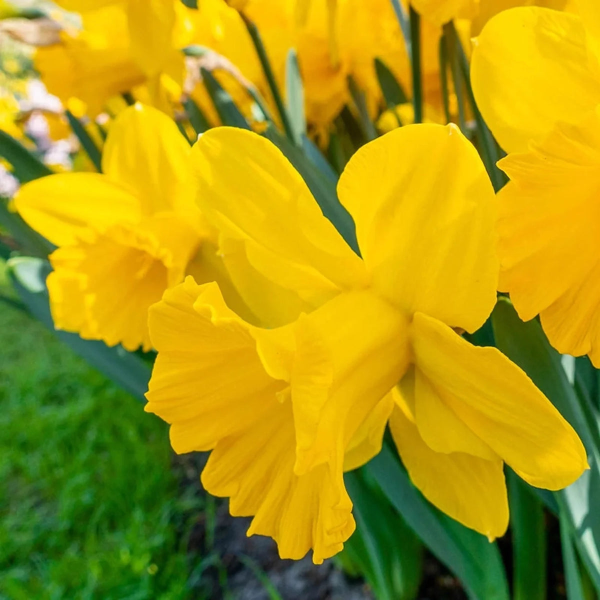 Golden Harvest Daffodil