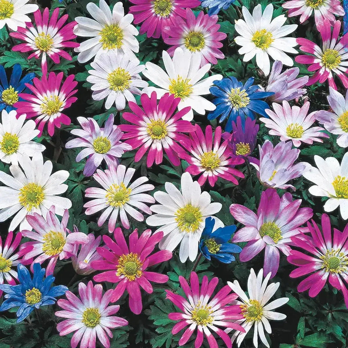 Grecian Windflowers