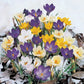 Snow Crocus Mixture