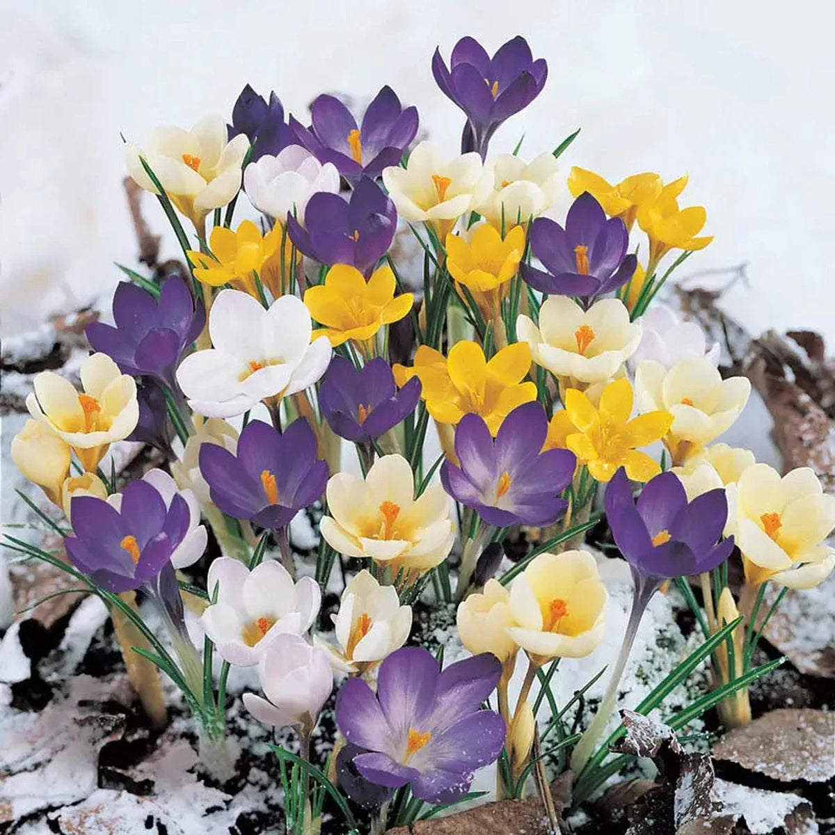 Snow Crocus Mixture