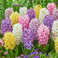 Giant Pastel Hyacinth Mixture
