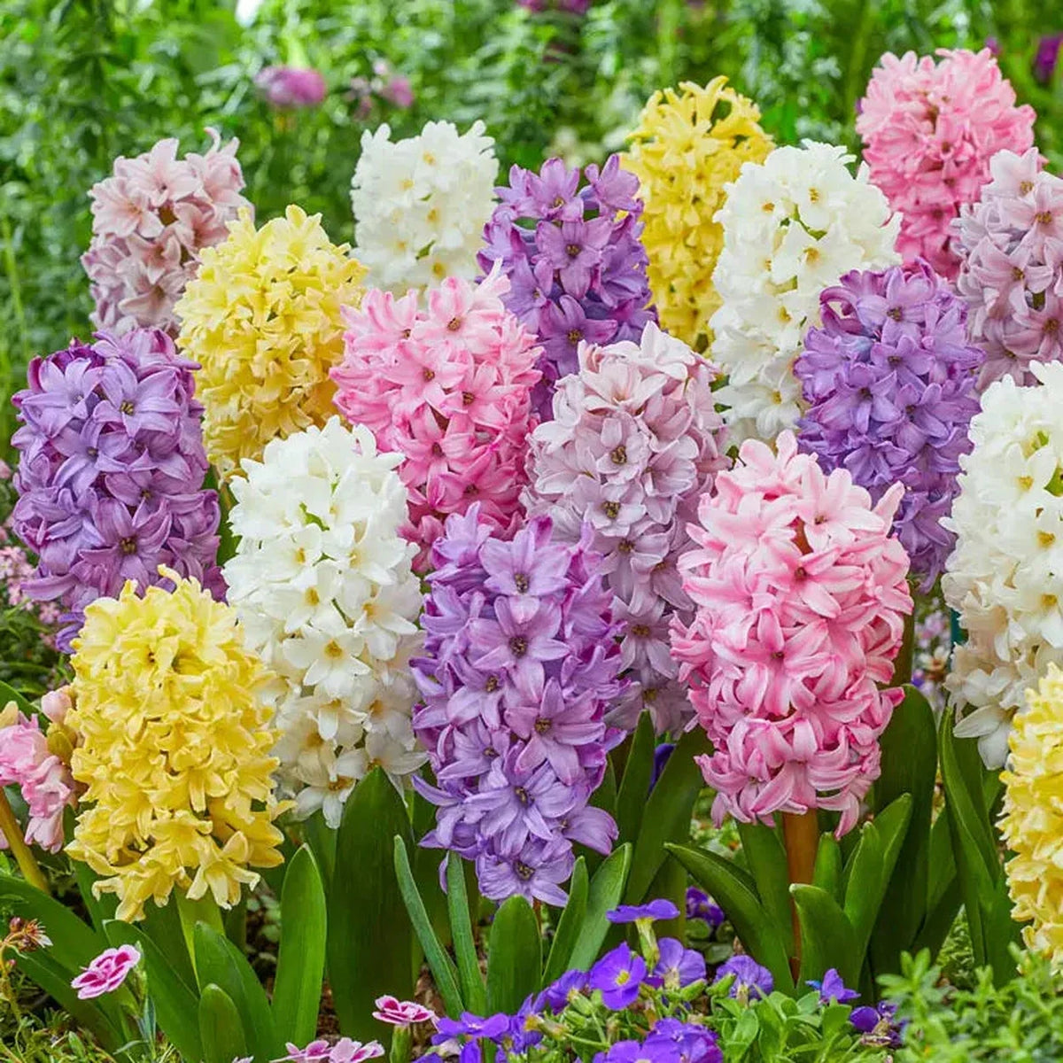 Giant Pastel Hyacinth Mixture