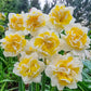 Lennart Daffodil