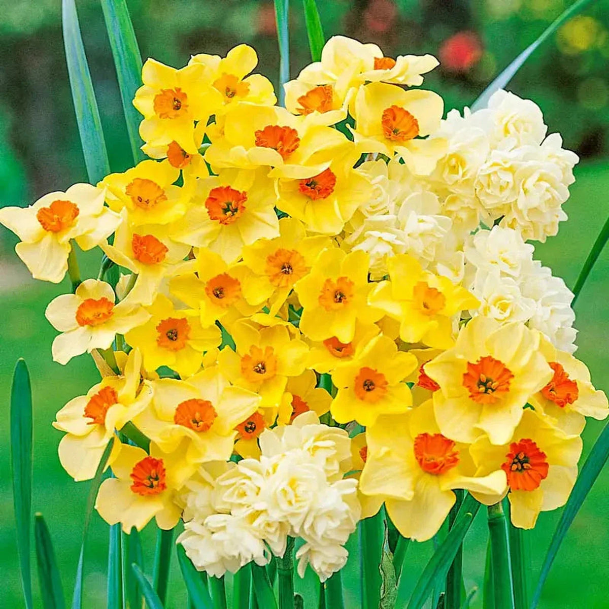 Ultra Fragrant Jonquils Mixture