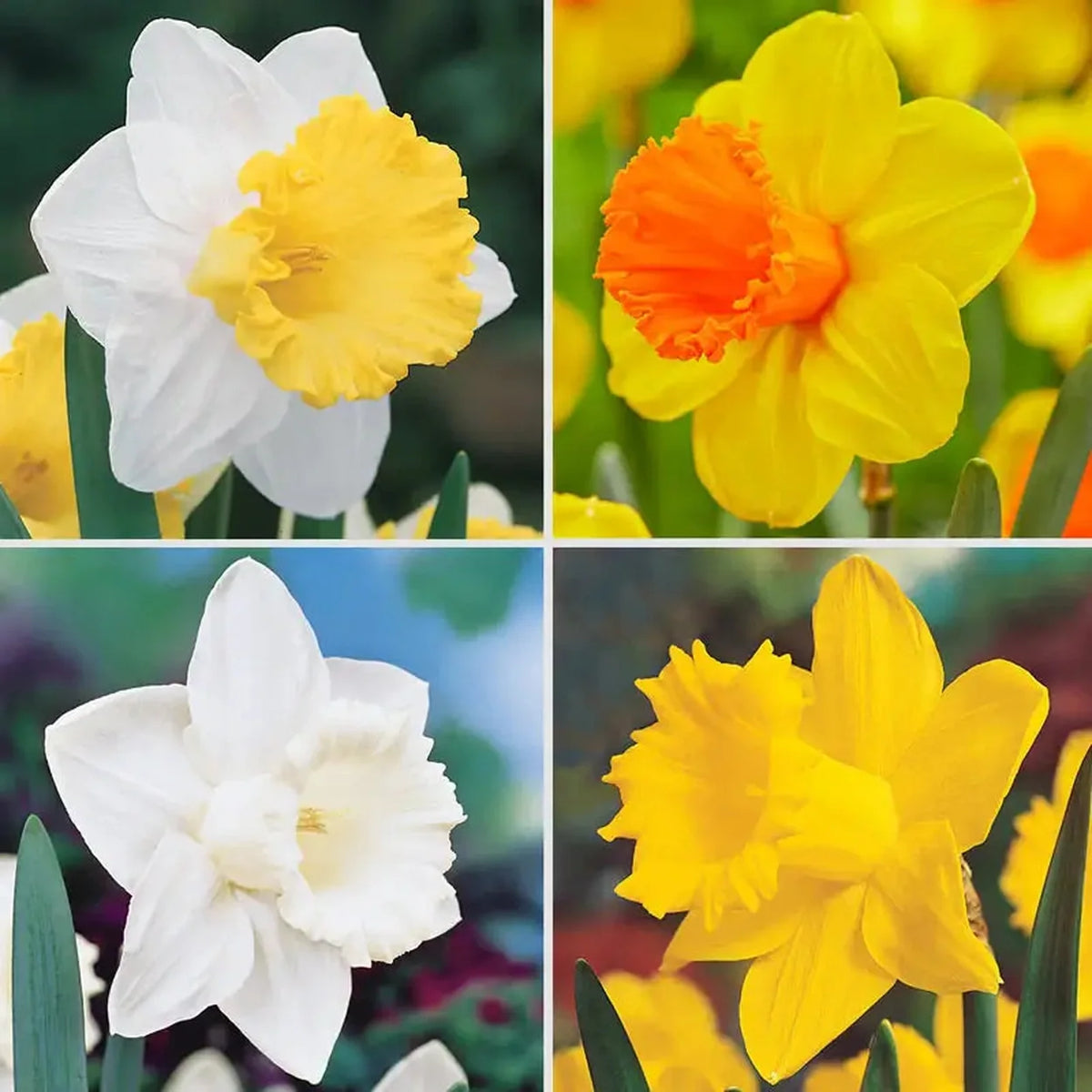 Trumpet Daffodil Collection