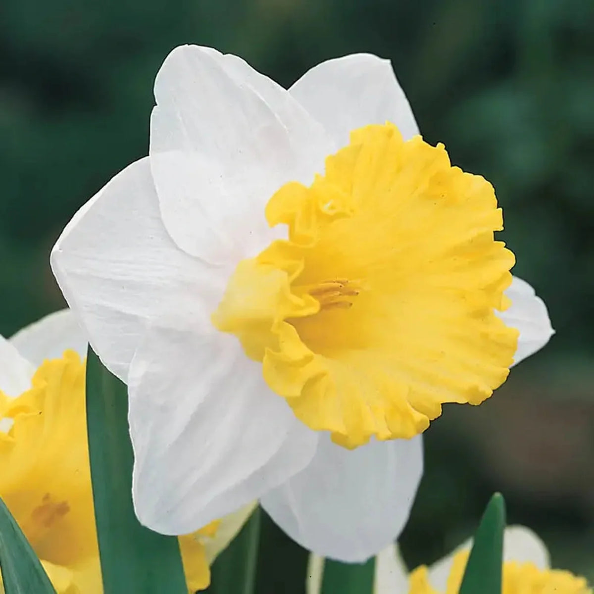 Trumpet Daffodil Collection