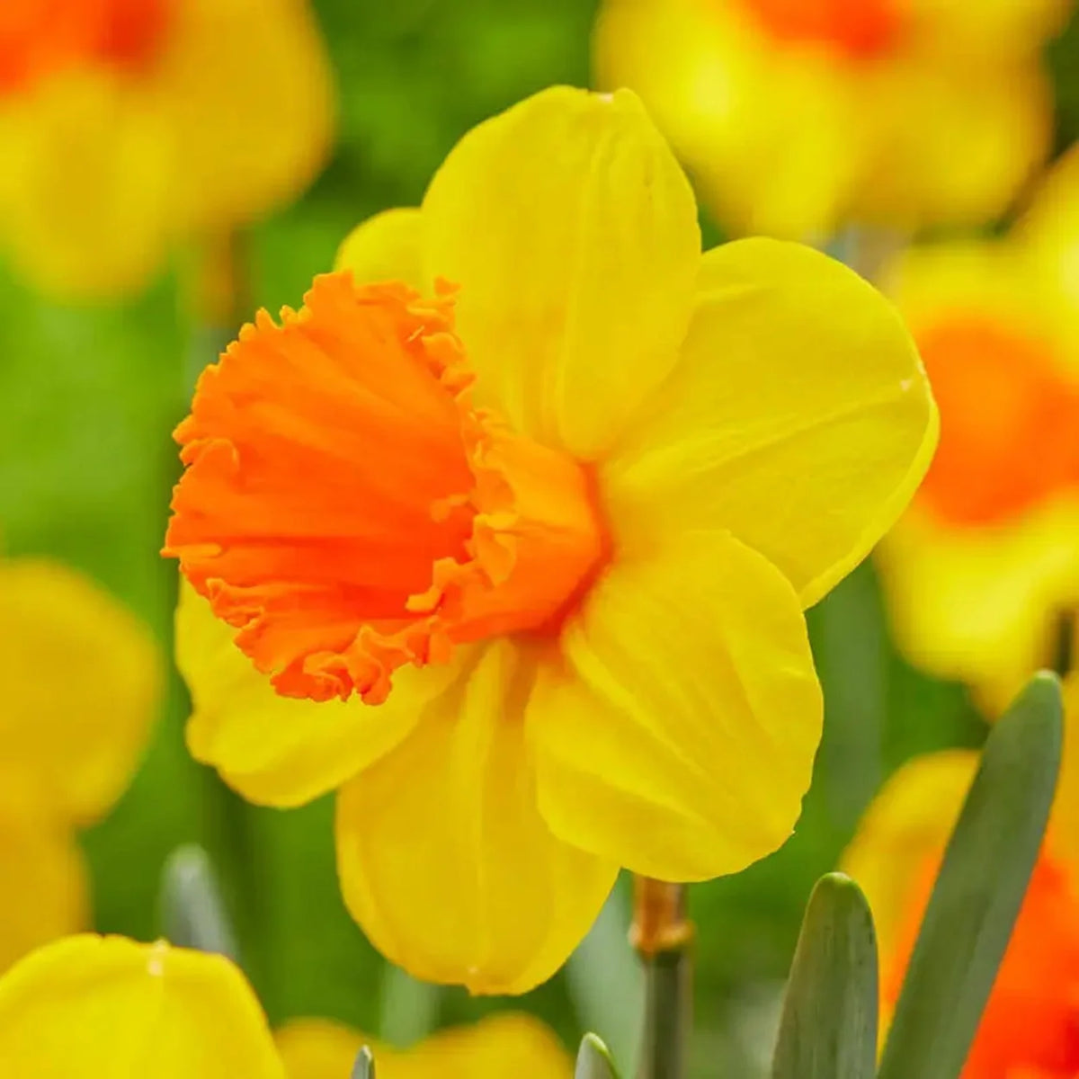 Trumpet Daffodil Collection
