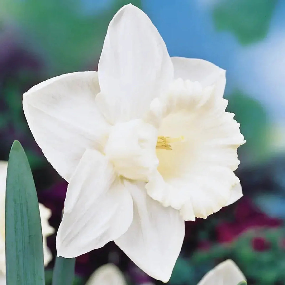 Trumpet Daffodil Collection