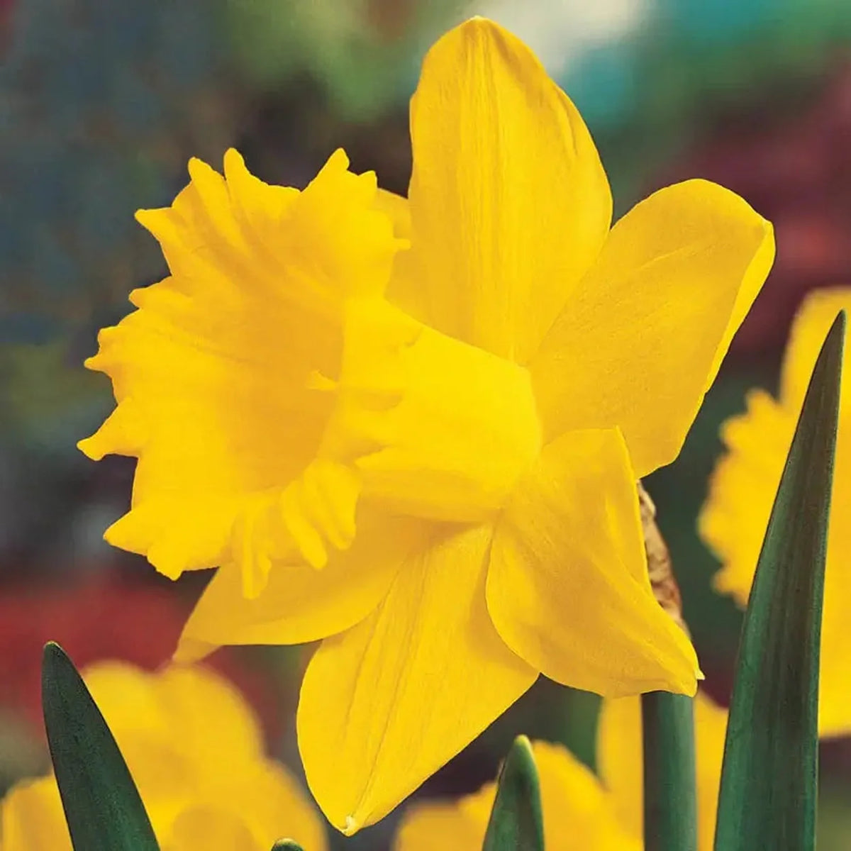 Trumpet Daffodil Collection