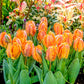 Princess Irene Parrot Tulip Bulbs Blooms Species Growing Bonsai Roots Rhizomes Corms Tubers Potted Planting Reblooming Fragrant Garden Flower Seeds Plant