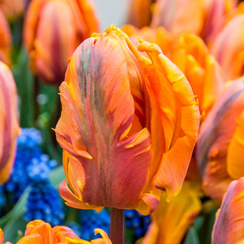 Princess Irene Parrot Tulip Bulbs Blooms Species Growing Bonsai Roots Rhizomes Corms Tubers Potted Planting Reblooming Fragrant Garden Flower Seeds Plant