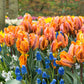 Princess Irene Parrot Tulip Bulbs Blooms Species Growing Bonsai Roots Rhizomes Corms Tubers Potted Planting Reblooming Fragrant Garden Flower Seeds Plant