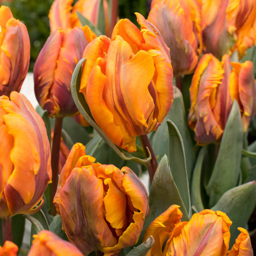 Princess Irene Parrot Tulip Bulbs Blooms Species Growing Bonsai Roots Rhizomes Corms Tubers Potted Planting Reblooming Fragrant Garden Flower Seeds Plant