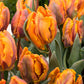 Princess Irene Parrot Tulip Bulbs Blooms Species Growing Bonsai Roots Rhizomes Corms Tubers Potted Planting Reblooming Fragrant Garden Flower Seeds Plant