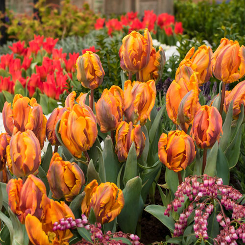 Princess Irene Parrot Tulip Bulbs Blooms Species Growing Bonsai Roots Rhizomes Corms Tubers Potted Planting Reblooming Fragrant Garden Flower Seeds Plant
