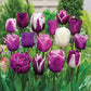 Enchanted Evening Tulip Mixture