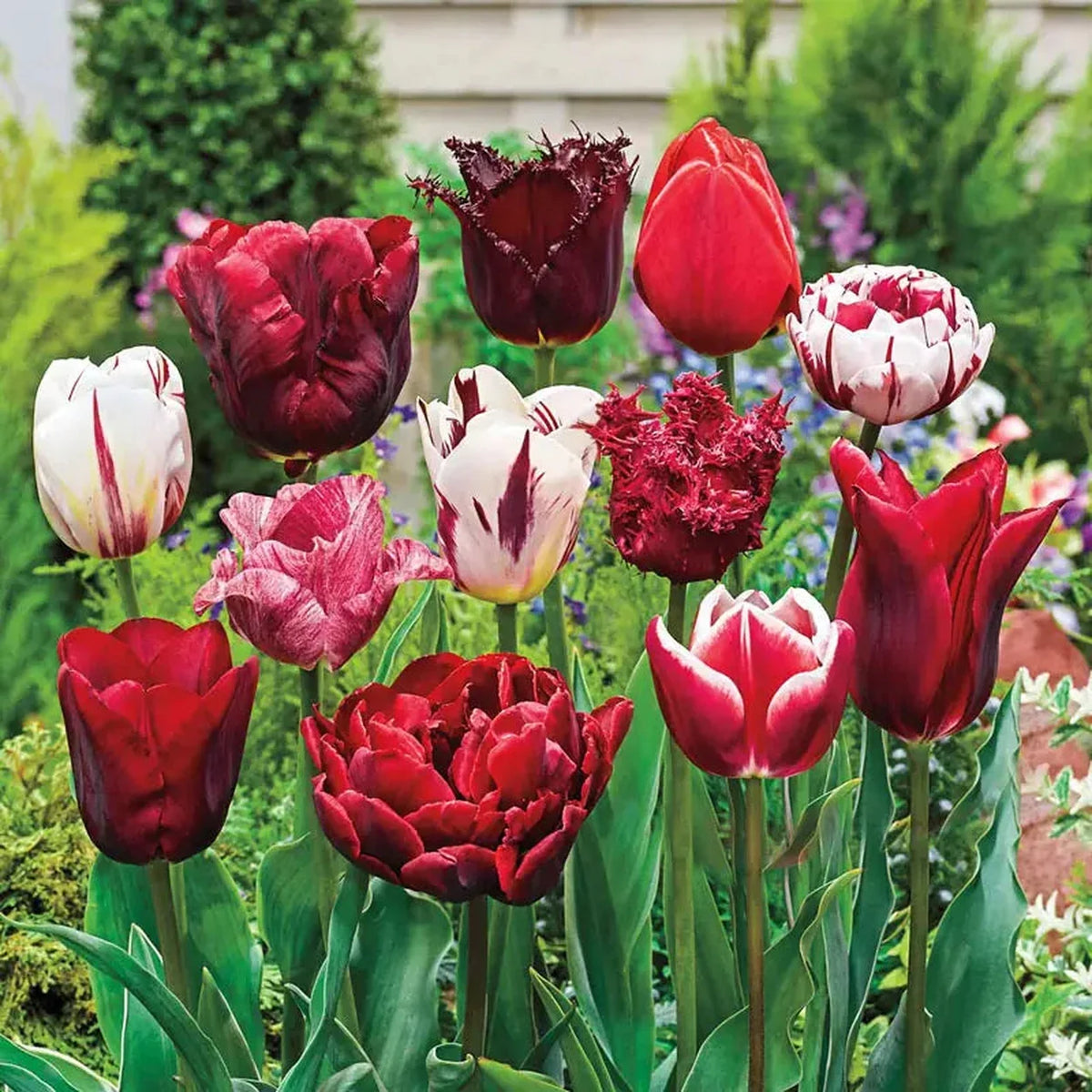 Variatie Red Tulip Mixture