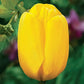 Yellow Dynasty  Tulip