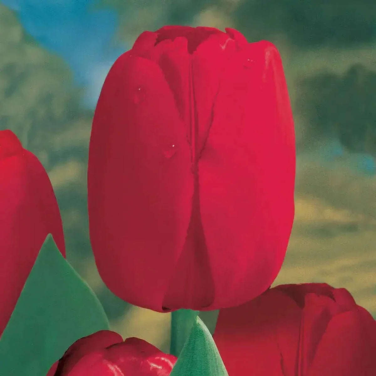 Red Dynasty  Tulip