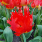 Robbedoes Tulip