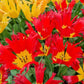 Robbedoes Tulip