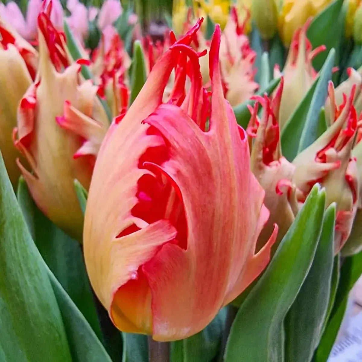 Robbedoes Tulip