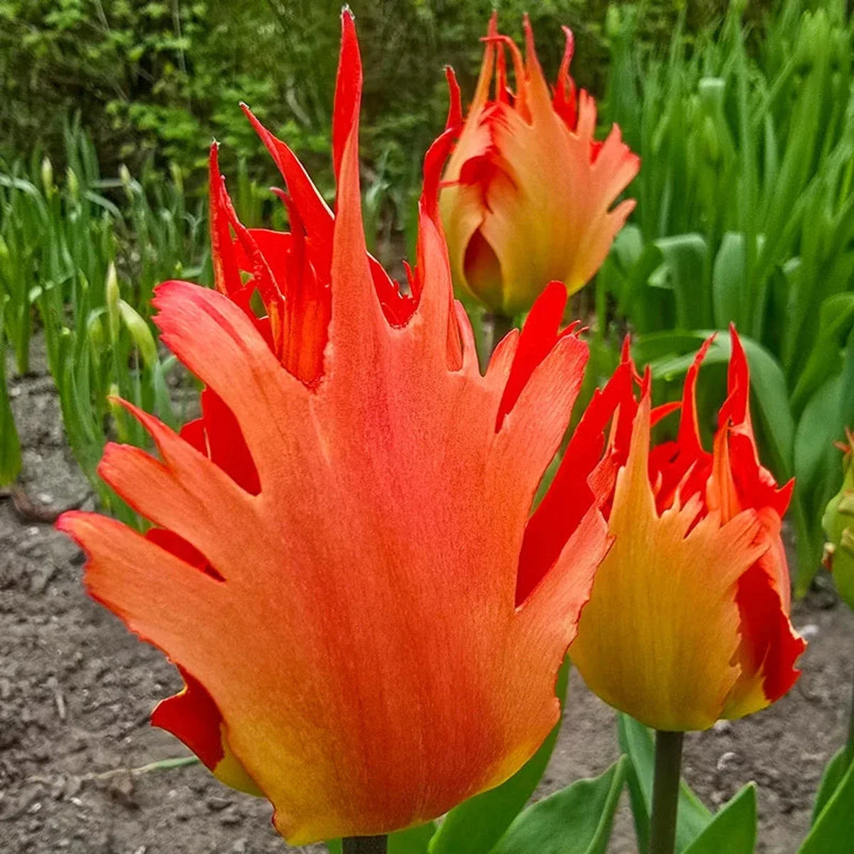 Robbedoes Tulip