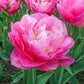 Pinksize Tulip