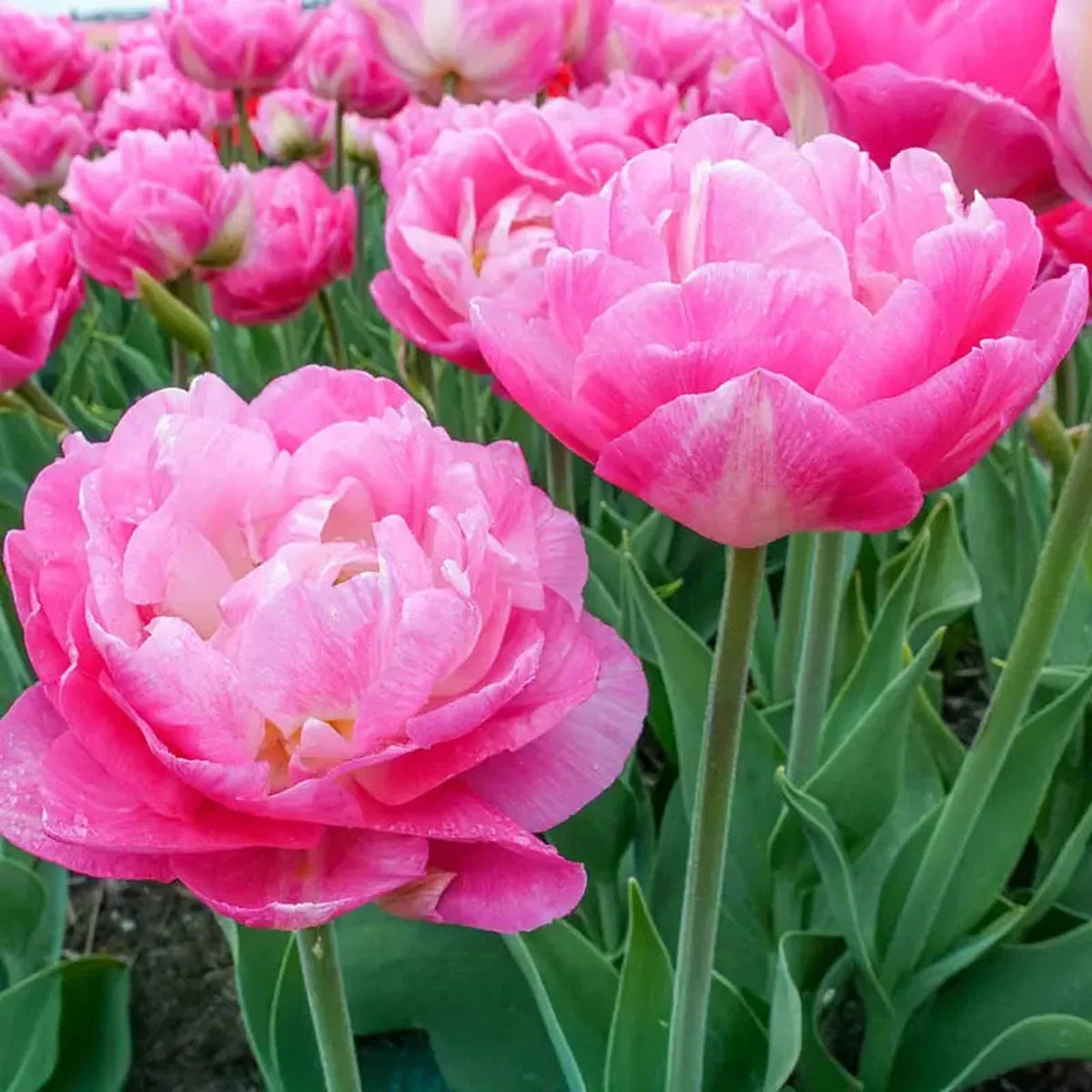 Pinksize Tulip