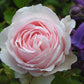 Tallulah Rose Seedlings Flower Seeds Perennial Growing Bonsai Corms Tubers Potted Planting Reblooming Fragrant Garden Roots Rhizomes Species Blooms Plant Bulbs Gardening Tree