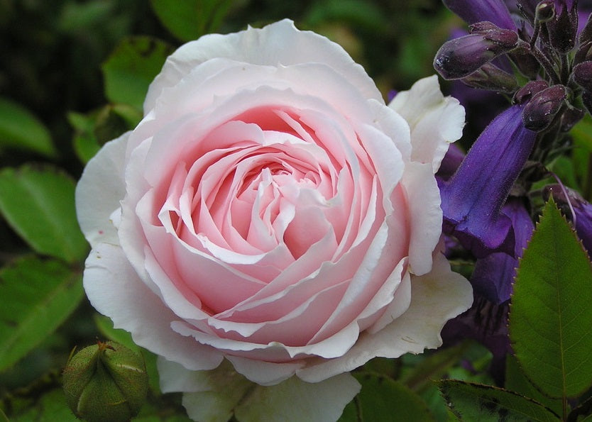 Tallulah Rose Seedlings Flower Seeds Perennial Growing Bonsai Corms Tubers Potted Planting Reblooming Fragrant Garden Roots Rhizomes Species Blooms Plant Bulbs Gardening Tree