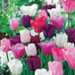 Monet's Garden  Tulip Mixture