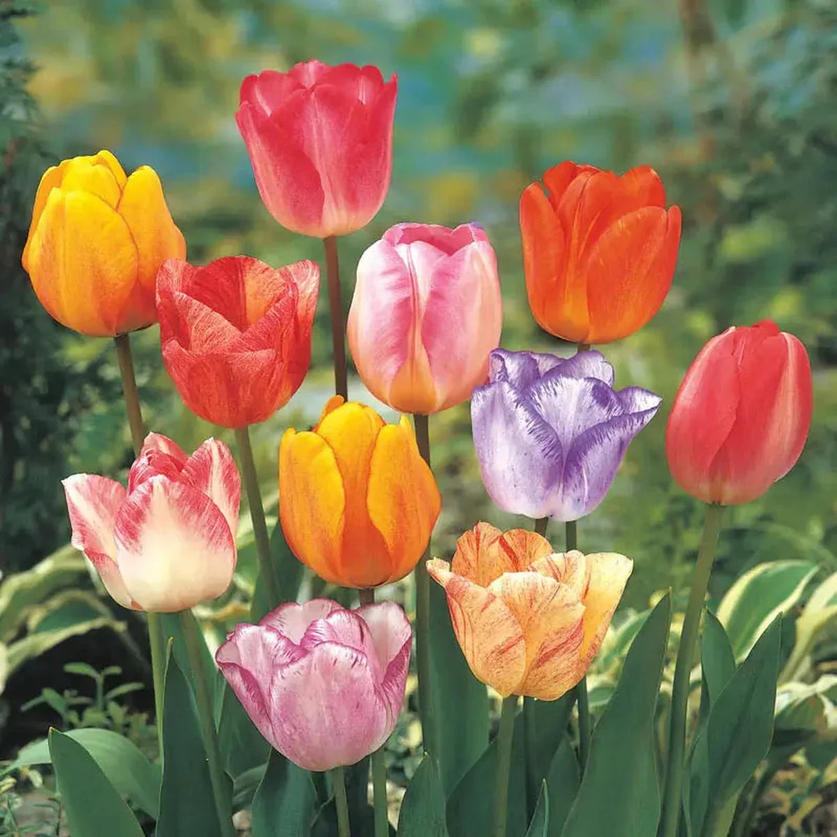 Colour Magic  Tulip Mixture