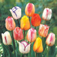 Colour Magic  Tulip Mixture