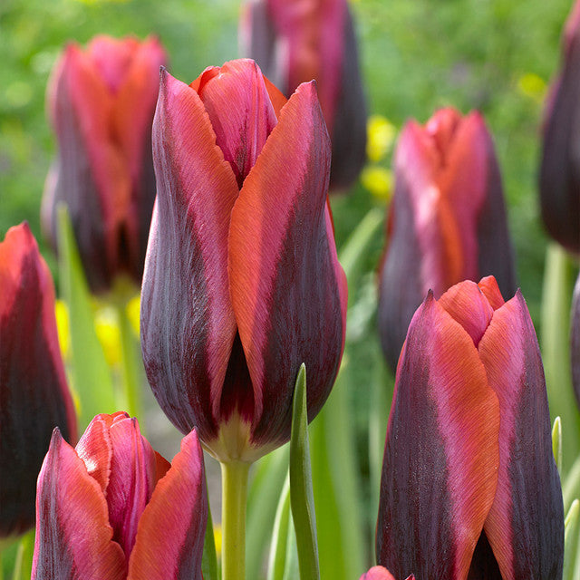 Bold and Daring Colour Tulip Collection Bulbs Blooms Species Growing Bonsai Roots Rhizomes Corms Tubers Potted Planting Reblooming Fragrant Garden Flower Seeds Plant