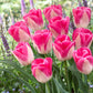 Bold and Daring Colour Tulip Collection Bulbs Blooms Species Growing Bonsai Roots Rhizomes Corms Tubers Potted Planting Reblooming Fragrant Garden Flower Seeds Plant