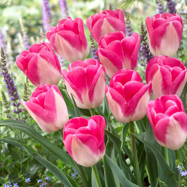 Bold and Daring Colour Tulip Collection Bulbs Blooms Species Growing Bonsai Roots Rhizomes Corms Tubers Potted Planting Reblooming Fragrant Garden Flower Seeds Plant